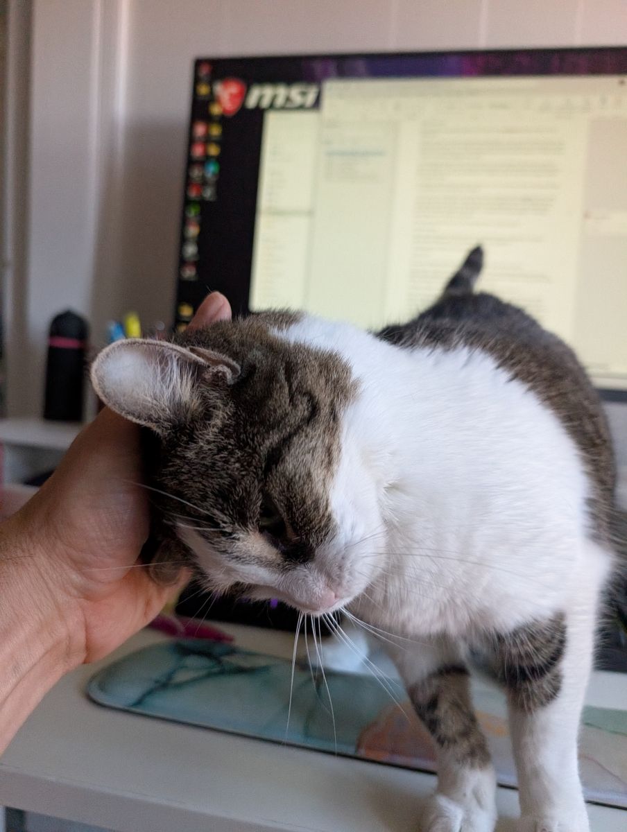 One of our cats helping us write